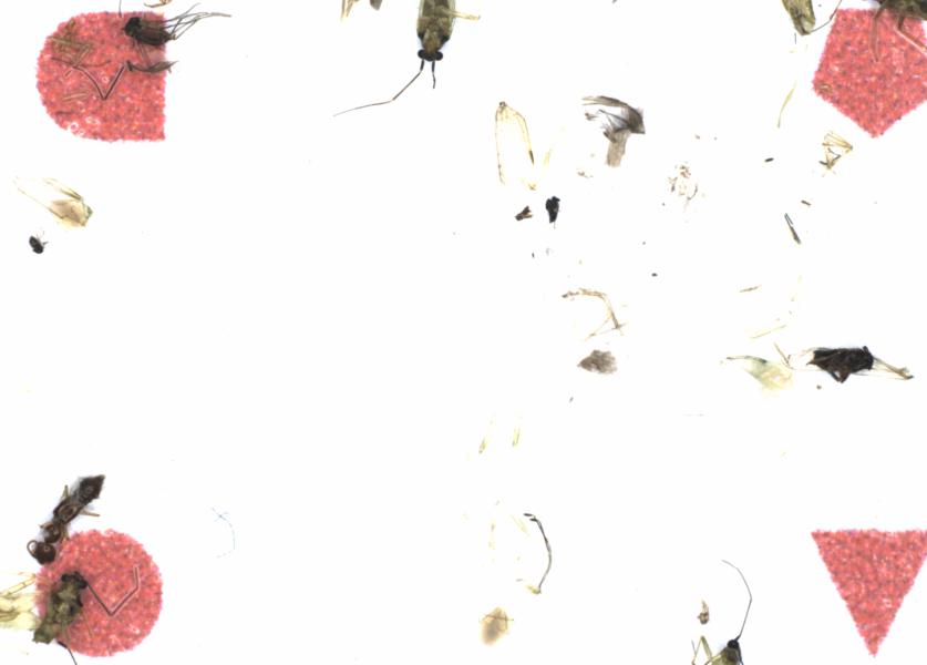Fullscreen Image