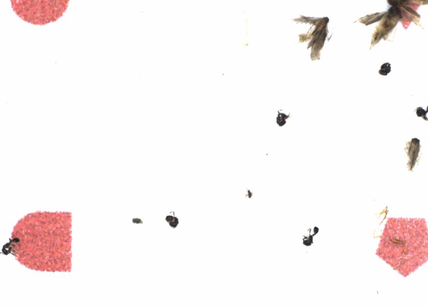 Fullscreen Image