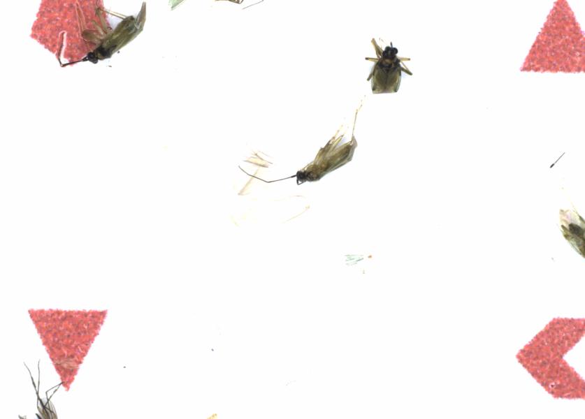 Fullscreen Image
