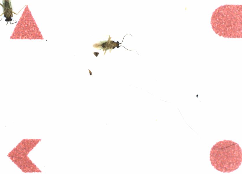 Fullscreen Image