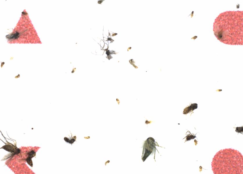Fullscreen Image