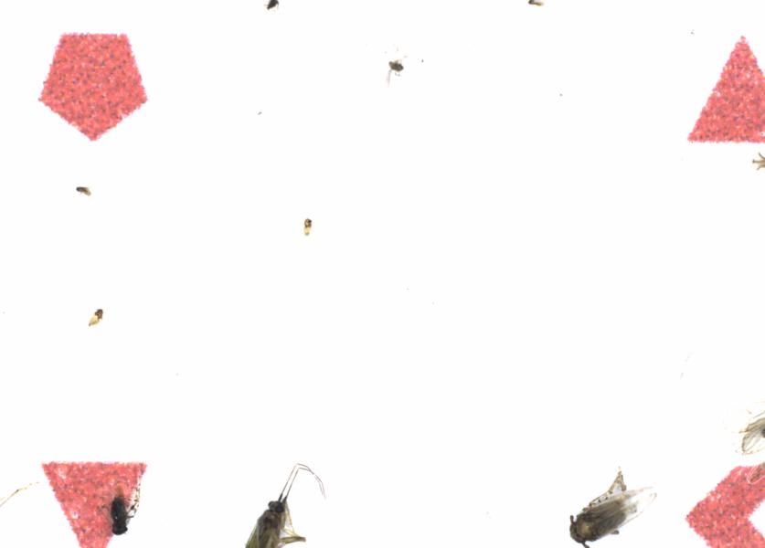 Fullscreen Image