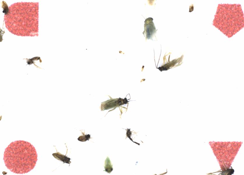 Fullscreen Image