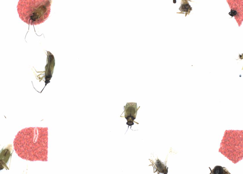 Fullscreen Image