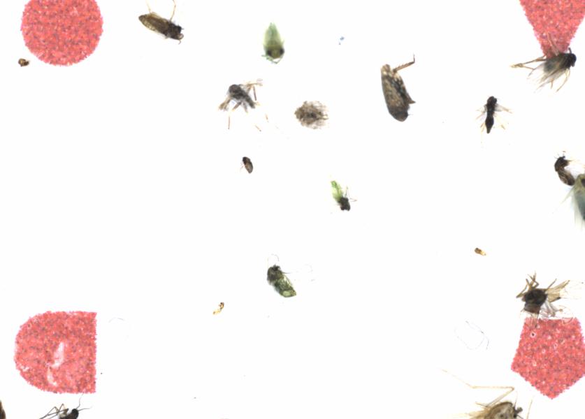 Fullscreen Image