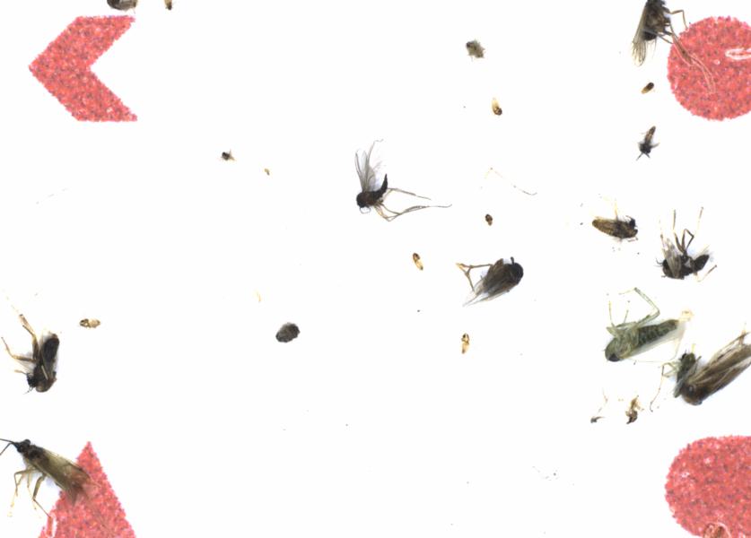 Fullscreen Image