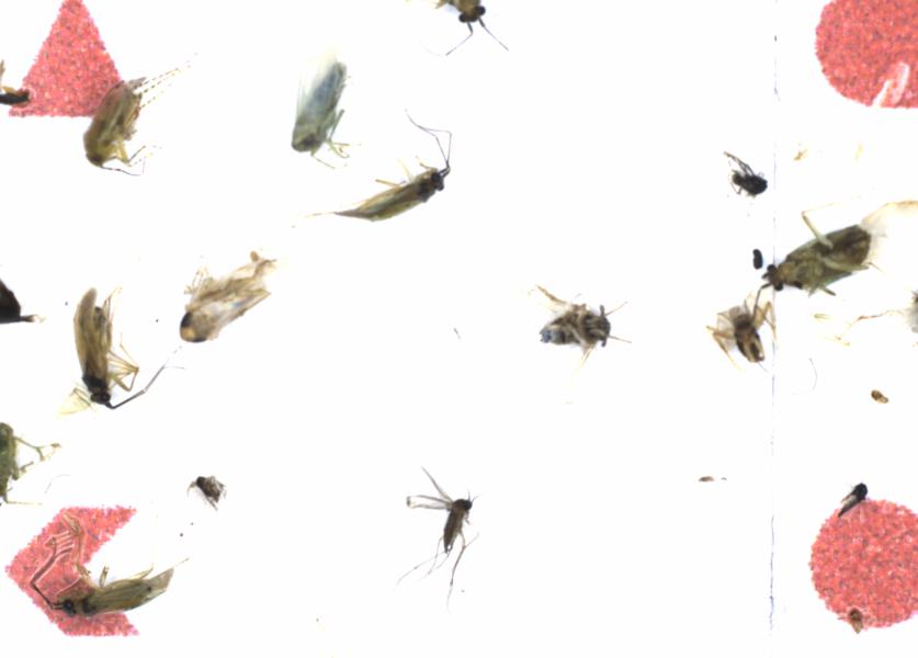 Fullscreen Image