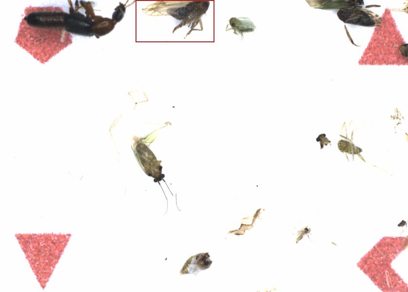 Fullscreen Image