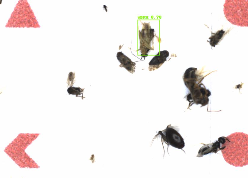 Fullscreen Image