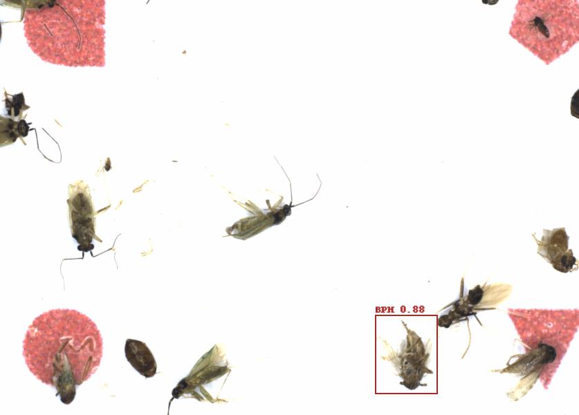 Fullscreen Image