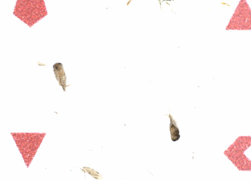 Fullscreen Image