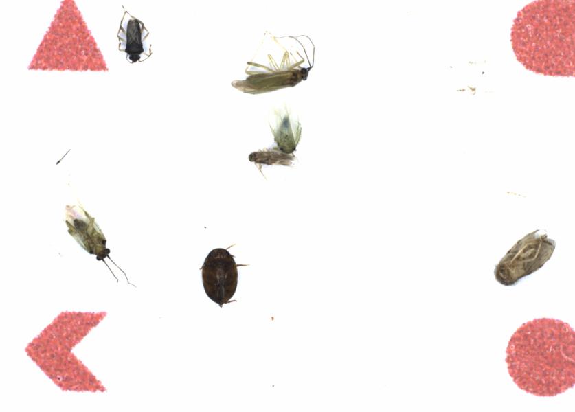 Fullscreen Image