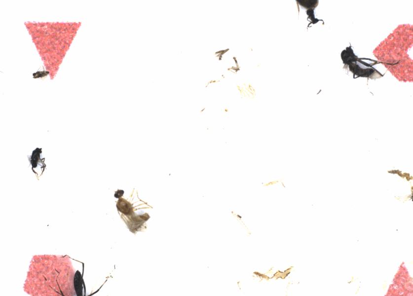 Fullscreen Image