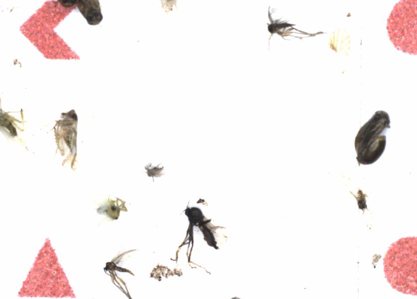 Fullscreen Image