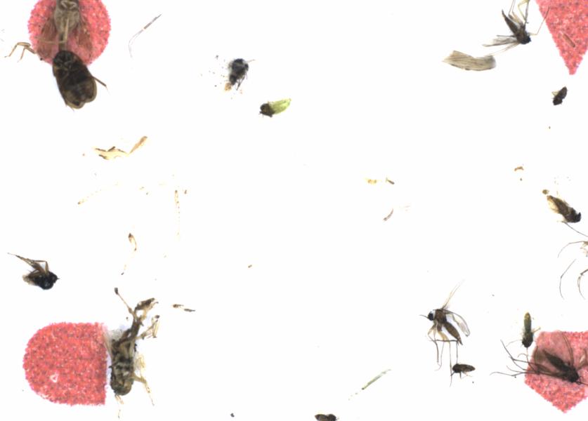 Fullscreen Image