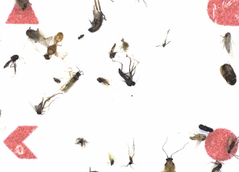 Fullscreen Image