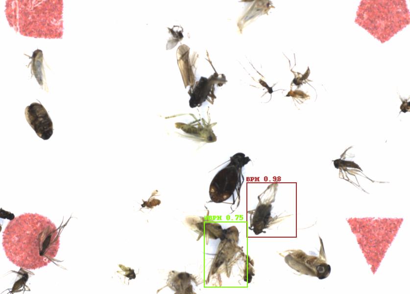 Fullscreen Image