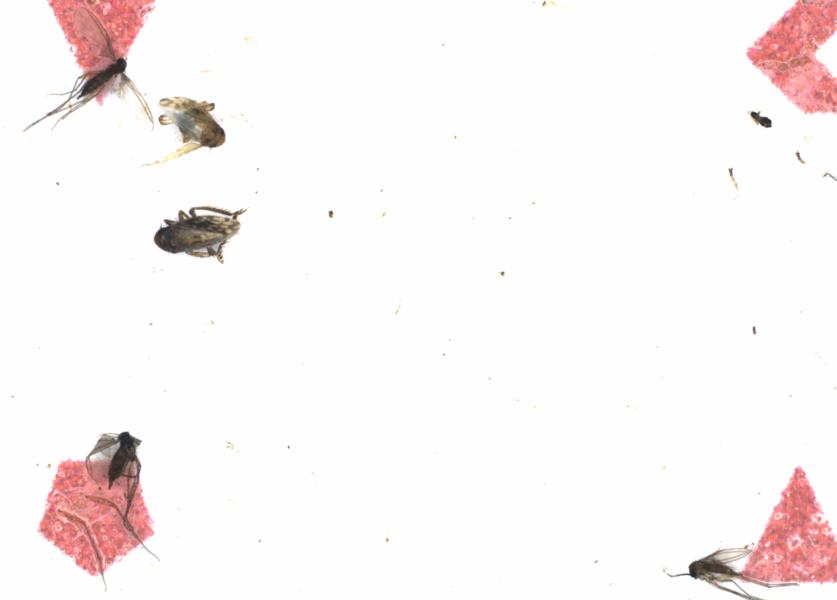Fullscreen Image