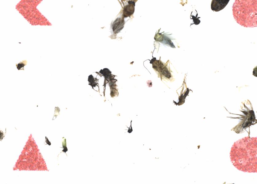 Fullscreen Image