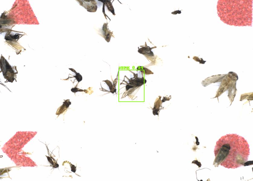 Fullscreen Image