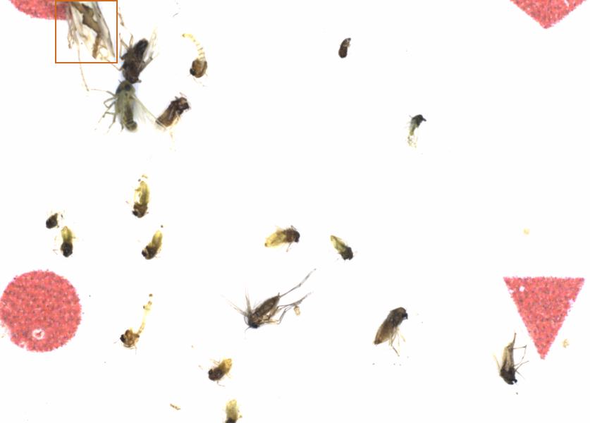 Fullscreen Image