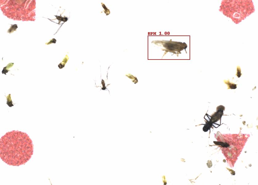 Fullscreen Image
