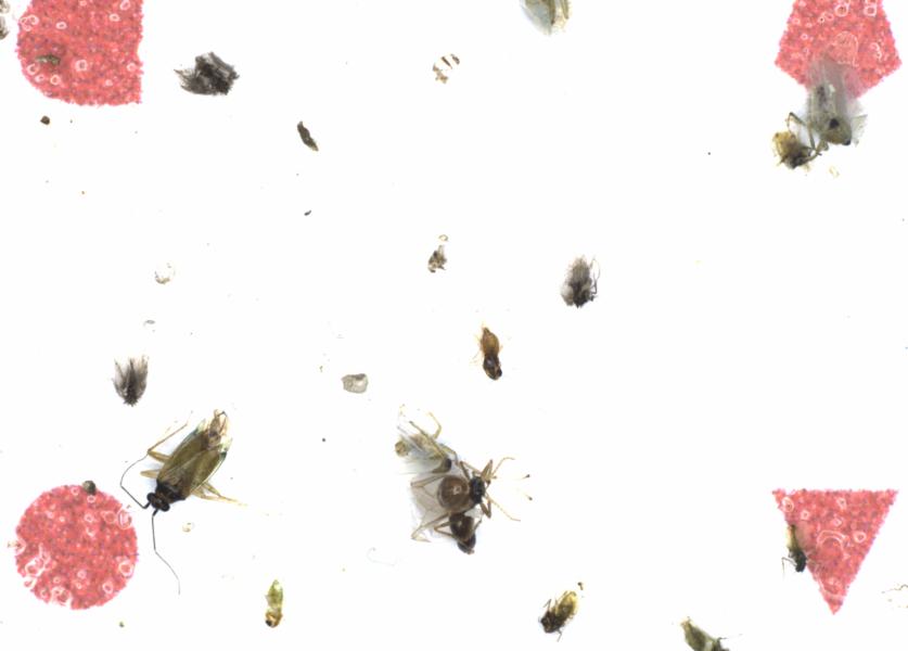 Fullscreen Image