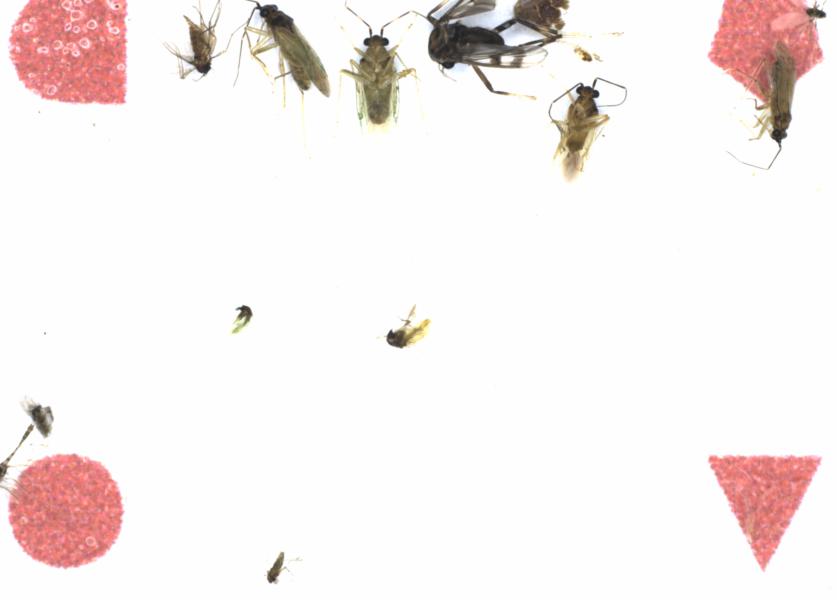 Fullscreen Image