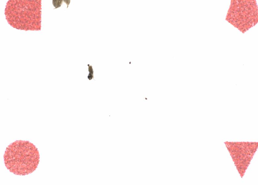 Fullscreen Image