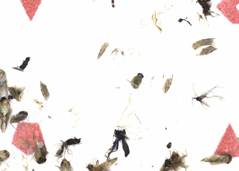 Fullscreen Image