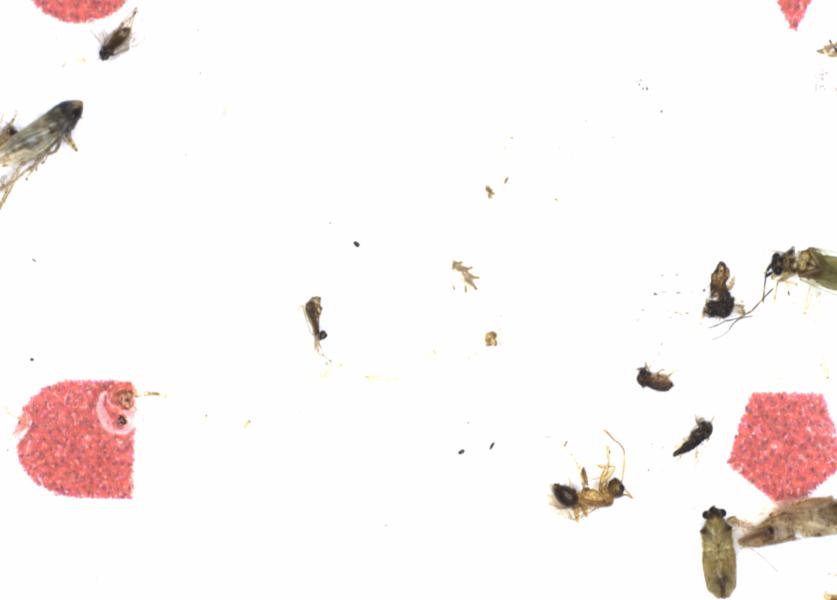 Fullscreen Image