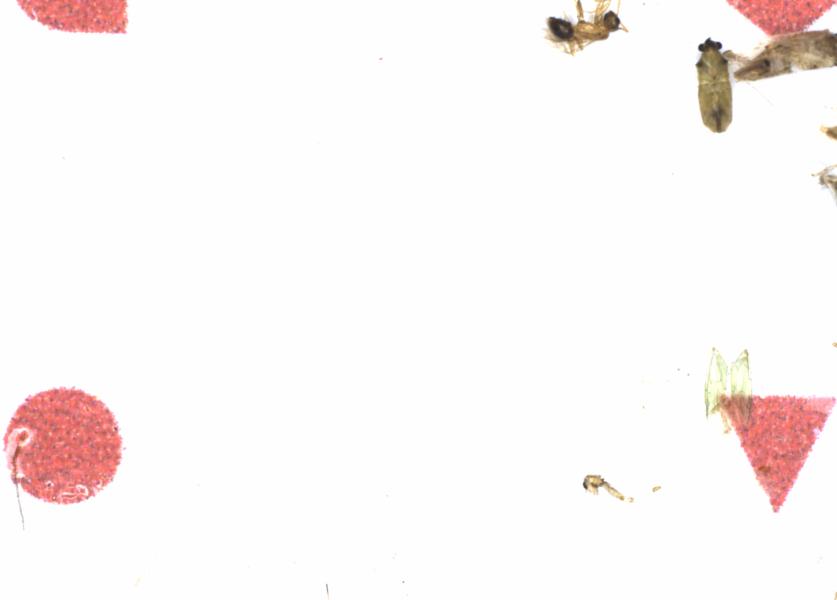 Fullscreen Image