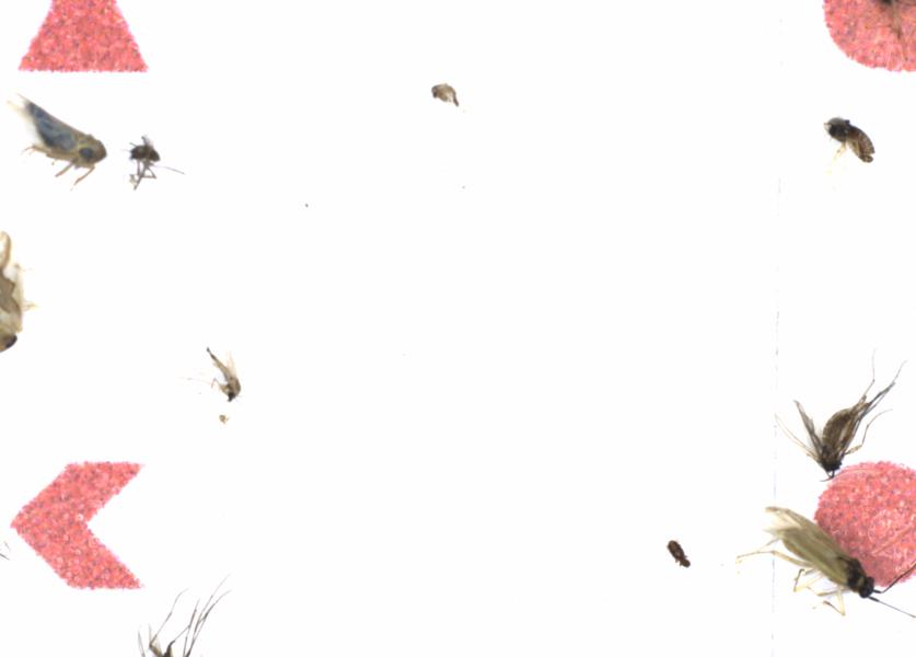 Fullscreen Image