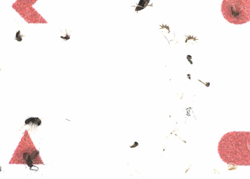 Fullscreen Image