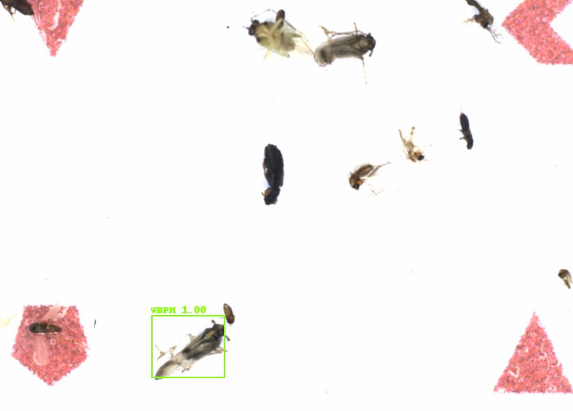 Fullscreen Image