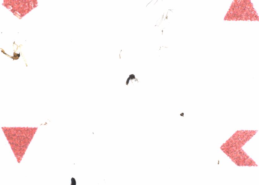 Fullscreen Image