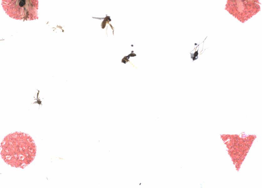 Fullscreen Image