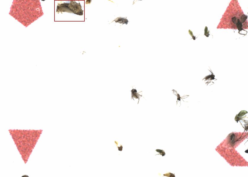 Fullscreen Image