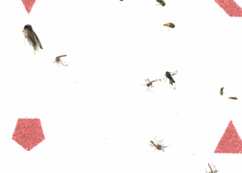 Fullscreen Image