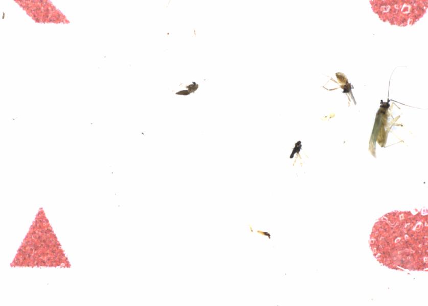 Fullscreen Image