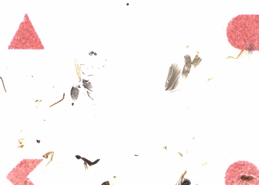 Fullscreen Image