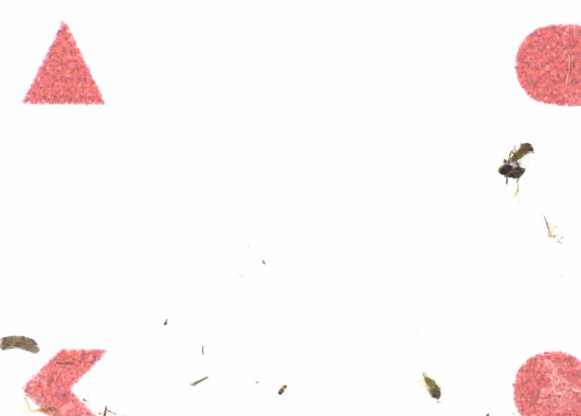 Fullscreen Image
