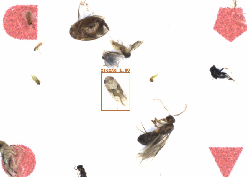 Fullscreen Image