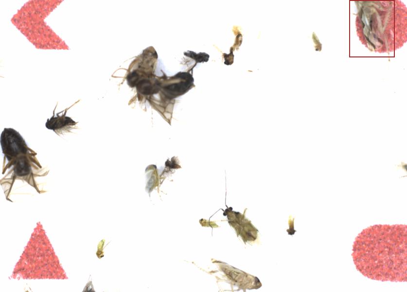 Fullscreen Image