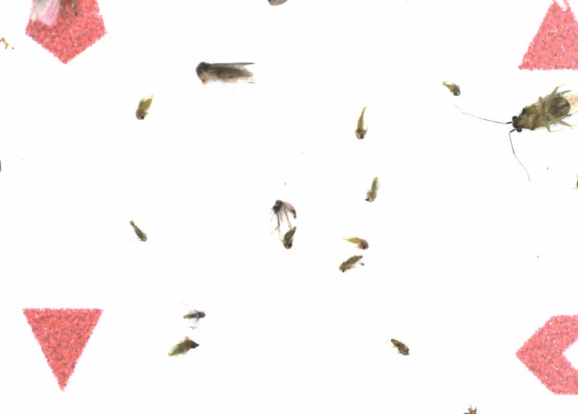Fullscreen Image