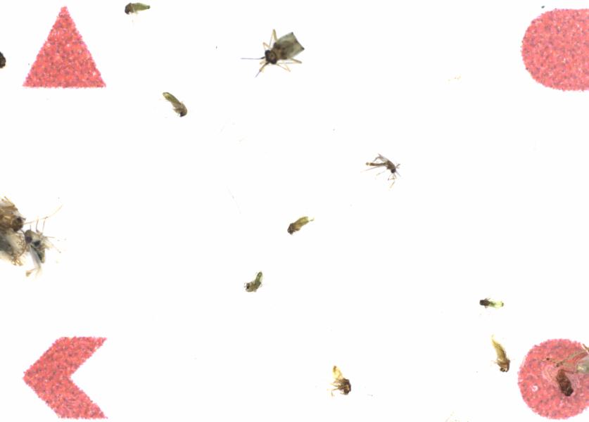 Fullscreen Image