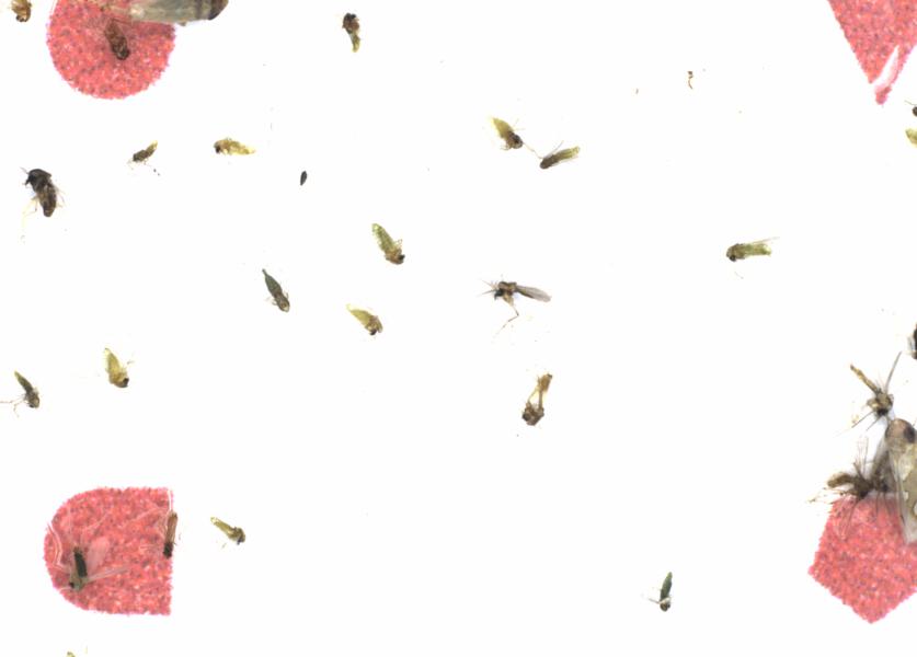 Fullscreen Image