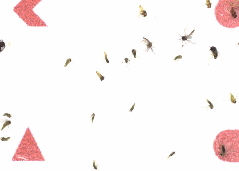 Fullscreen Image