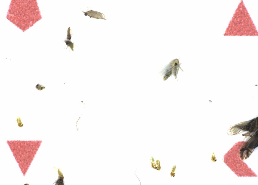 Fullscreen Image