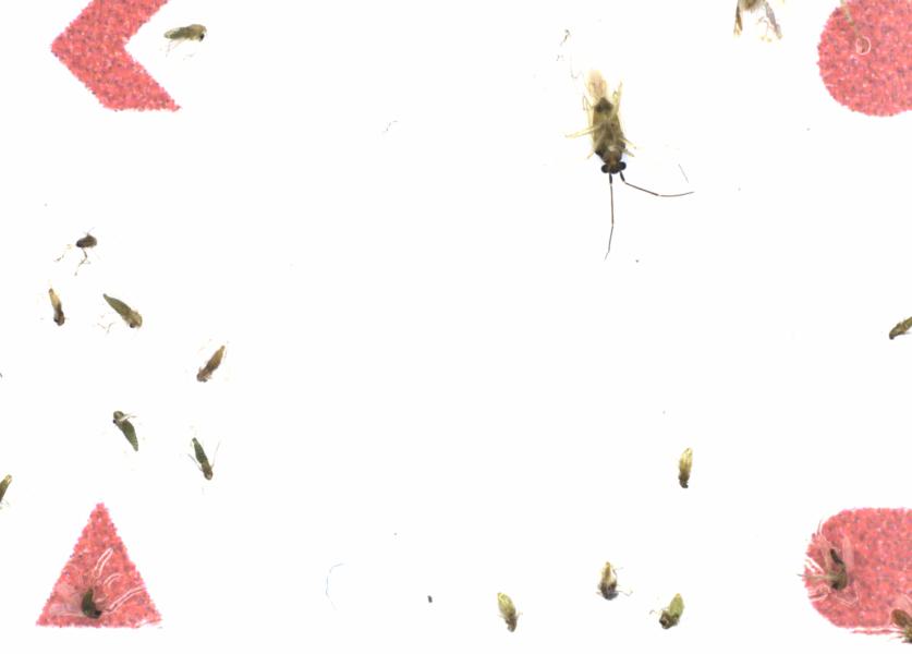 Fullscreen Image